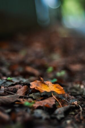 Ramassage des feuilles mortes et entretien des sols extérieurs en automne