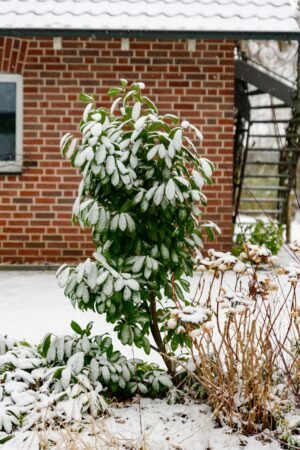 Hivernage du jardin : comment protéger ses plantes et arbustes du gel